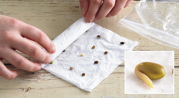 how-to-germinate-adenium-seeds-using-tissue-paper-with-result-youtube