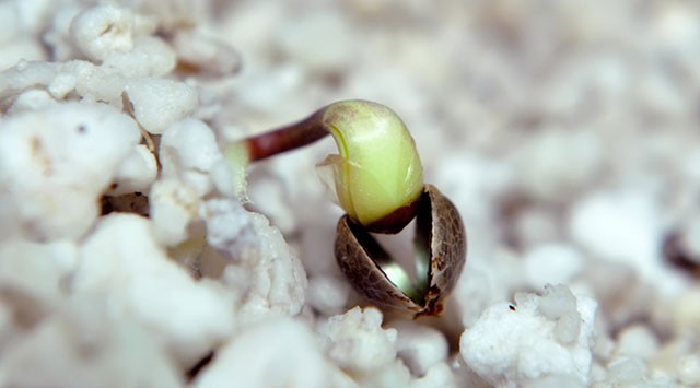 germinate a seed with a paper towel and without soil