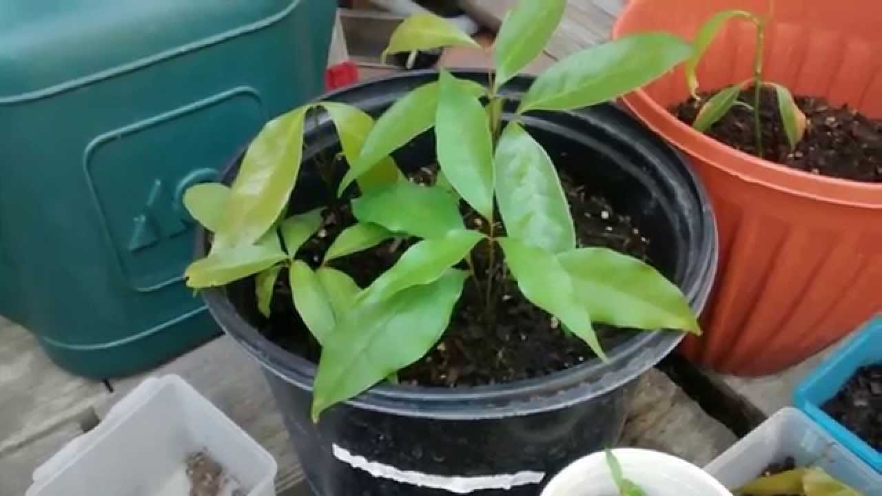 how to grow a lychee tree from seed