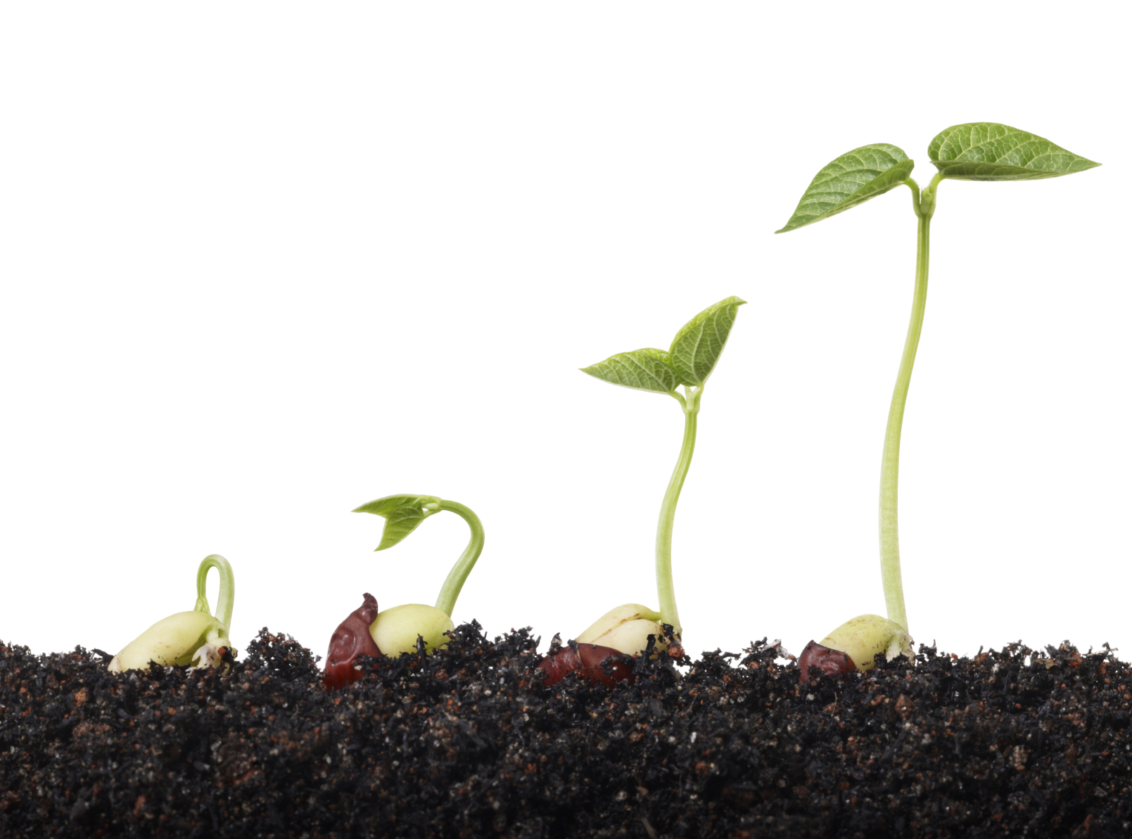 stages of seed growth