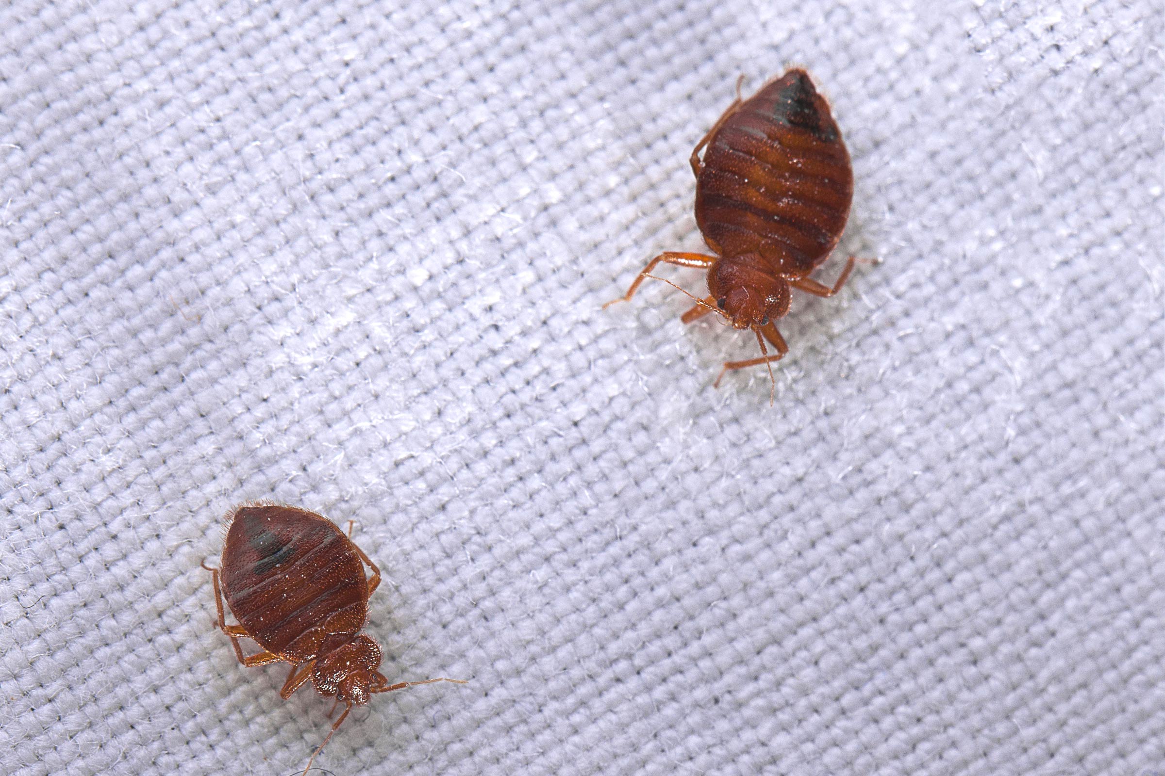How to use clove for bedbugs