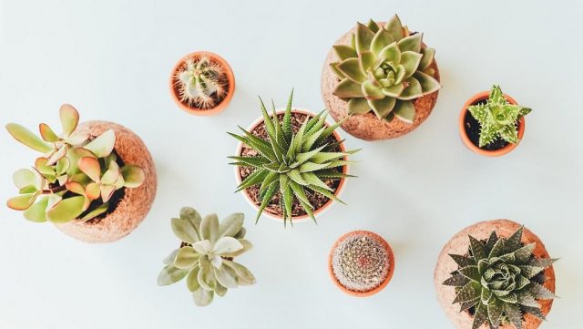 Cactus decor tips