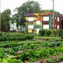 Organic Urban Food Garden
