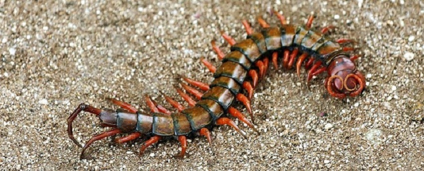 centipede and millipede pictures