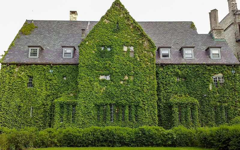 top ivy house