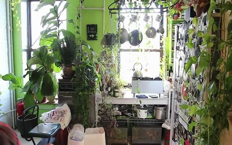 indoor garden at home