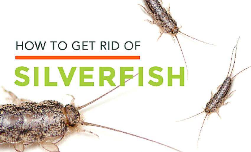 Why you should not ignore silverfish in your home - House I Love