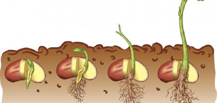 4 stages of plant life cycle