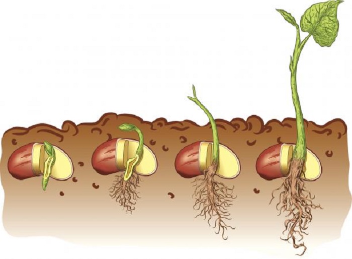 Discover The 4 Stages Of Plant Life Cycle