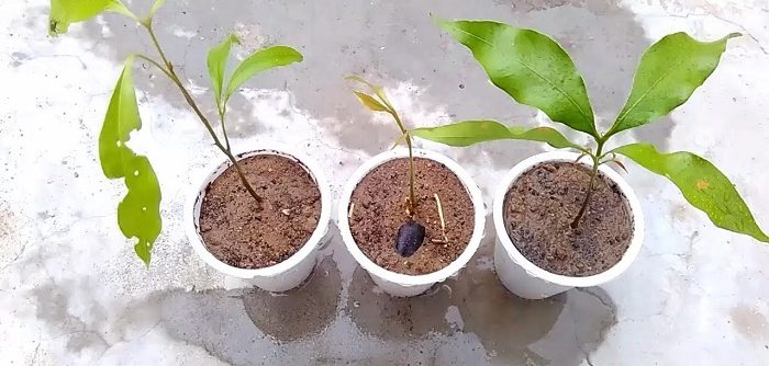 how to grow a lychee tree from seed