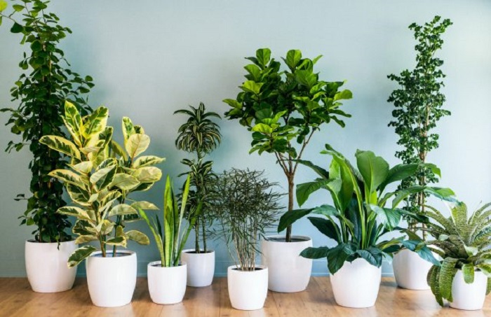 decorating with plants inside the house