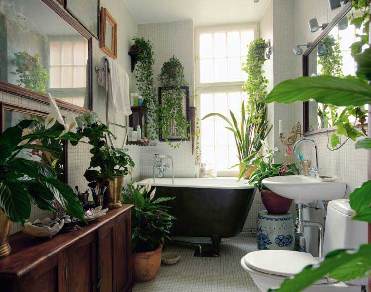 good plants for the bathroom