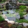 Traditional Backyard Ponds
