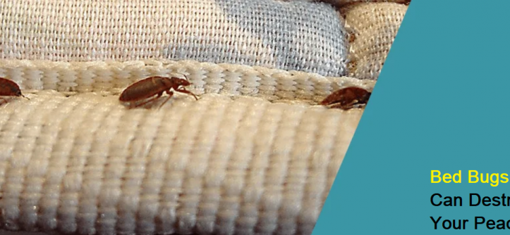 Bed Bugs Can Destroy