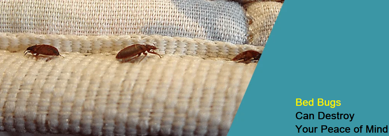 How Bed Bugs Can Destroy Your Peace of Mind - House I Love