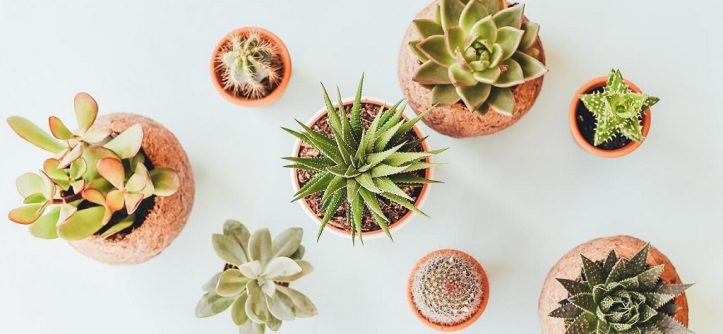Cactus decor tips