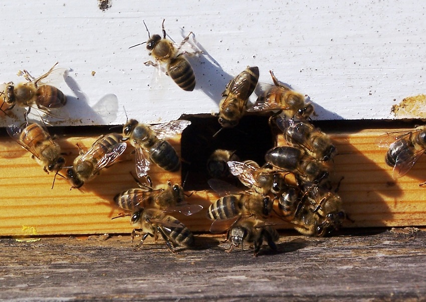 Prevention or get rid of bees