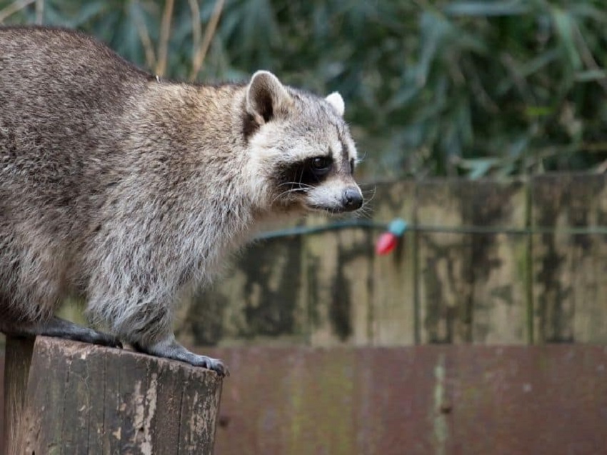 how-to-get-rid-of-a-raccoon-in-your-backyard-house-i-love