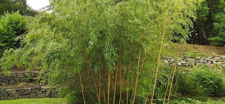 How to plant bamboo