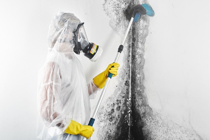 Mold Removal & Remediation New York - Bronx Mold Cleaning