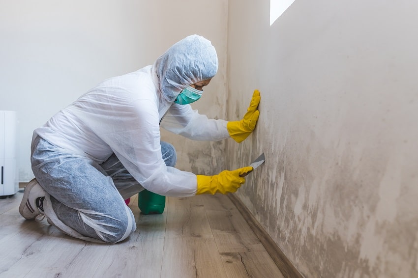 Mold Removal & Remediation New York - Brooklyn Mold Cleaning