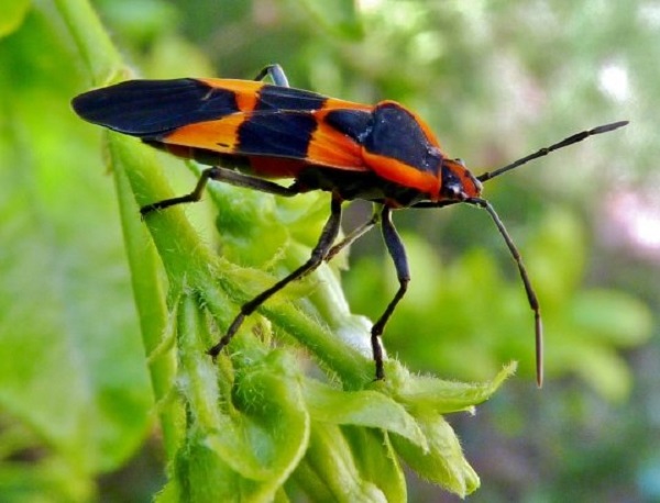 black and orange bug