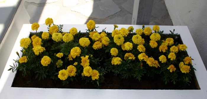 flower box outdoor