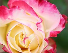 two toned rose
