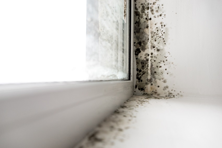 How To Prevent Mold After Water Damage House I Love