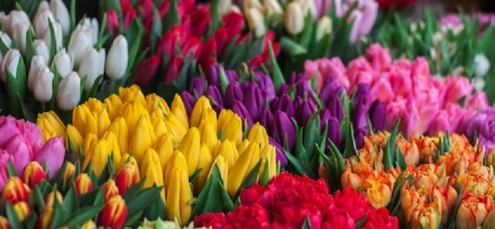Guide to Planting Tulips in your Garden