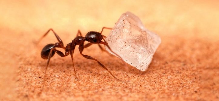 Get Rid of Sugar Ants in Kitchen