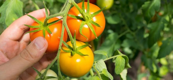 Tomato Green Inside Condition Nutrition And Soil