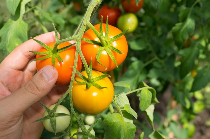 Tomato Green Inside Condition, Nutrition And Soil
