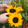 how to cut sunflowers
