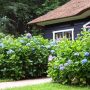 Is it OK to Plant Hydrangea Close to House