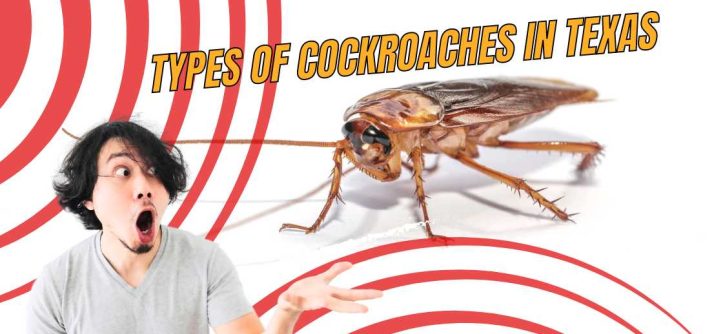 Types of Cockroaches in Texas and How to Prevent Them