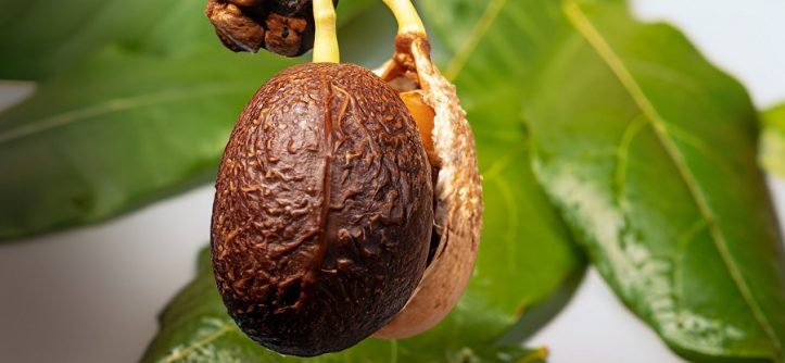 avocado seed growing stages