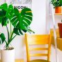 Best Living Room Indoor Plants