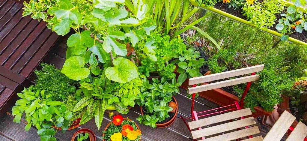 Guide to Balcony Gardening