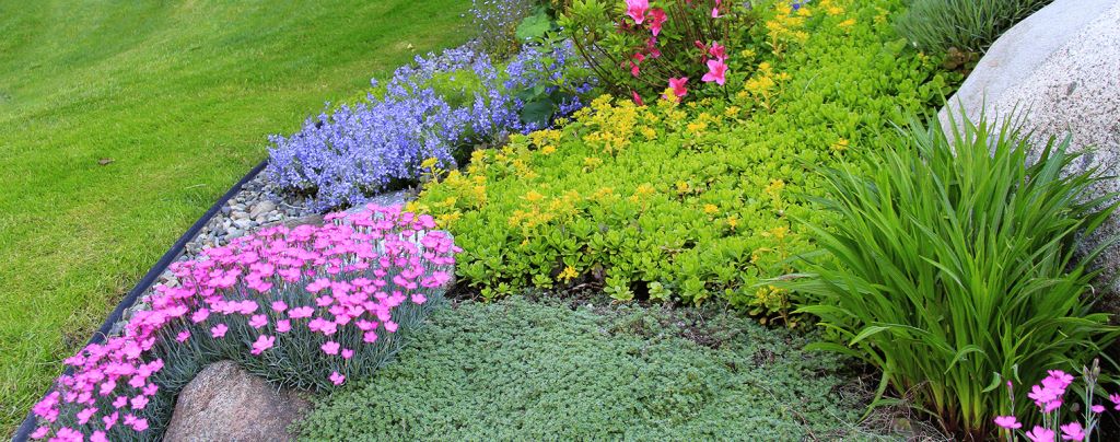 How to Choose the Best Ground Cover for Florida - House I Love