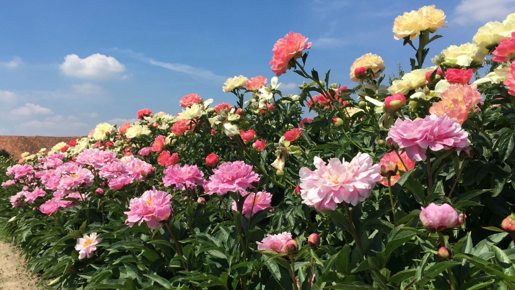 Troubleshooting Common Peony Problems