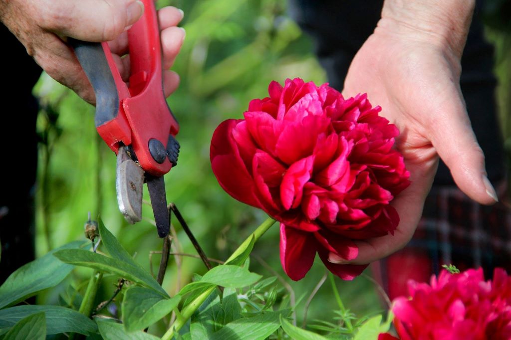 Caring for Peony Foliage and Stems