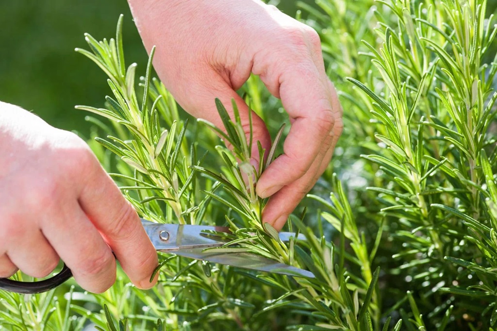 When to Take Rosemary Cuttings