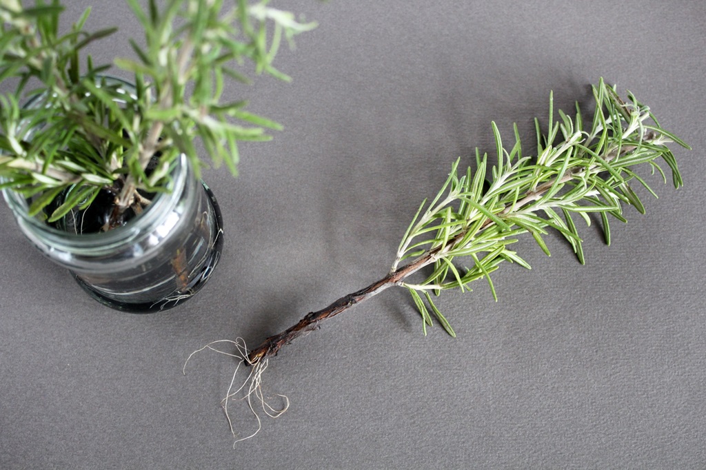 Troubleshooting Rosemary Cuttings