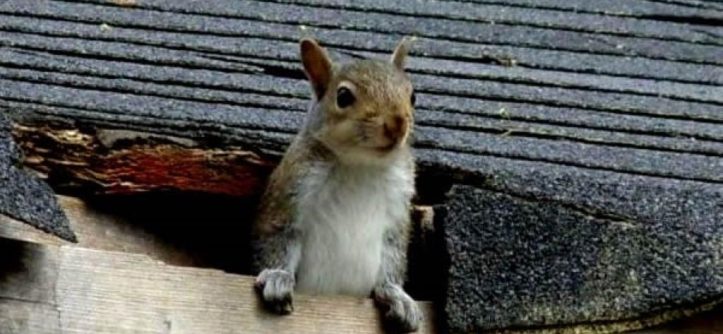 Get Rid of Squirrels in Your Attic