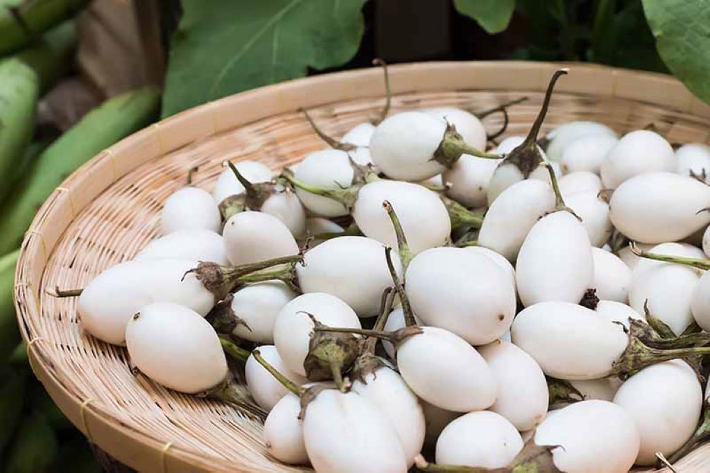 Caring For White Eggplant Plants
