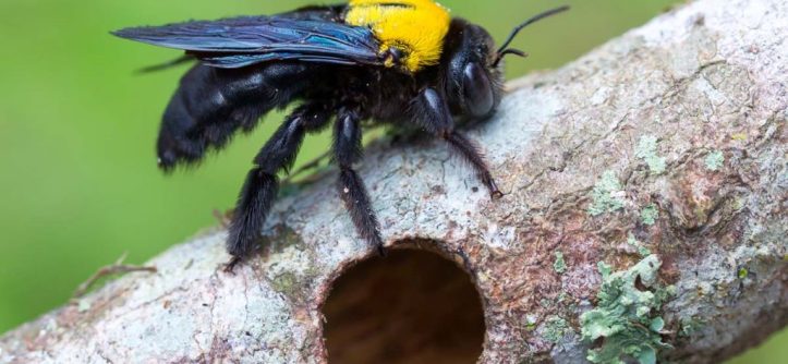 Discover Black Carpenter Bees and How to Get Rid of Them