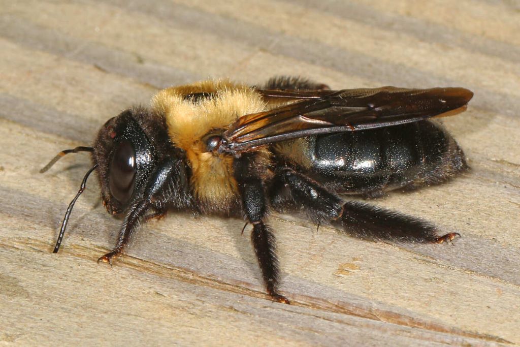 An Introduction to Black Carpenter Bees