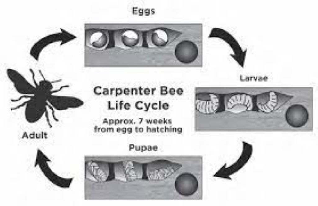 The Life Cycle and Behavior of Carpenter Bees