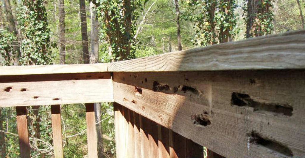 Recognizing Signs of an Active Carpenter Bee Nest